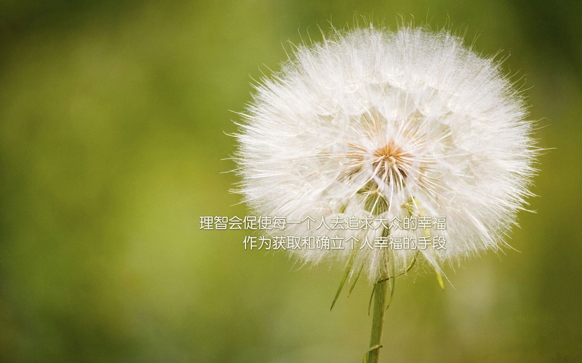 费基尔加盟皇家贝蒂斯，菲尔基贝尔
